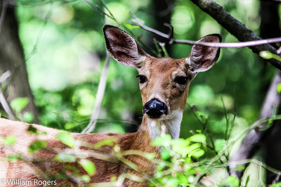 Deer through the branches Photograph by William E Rogers - Fine Art America