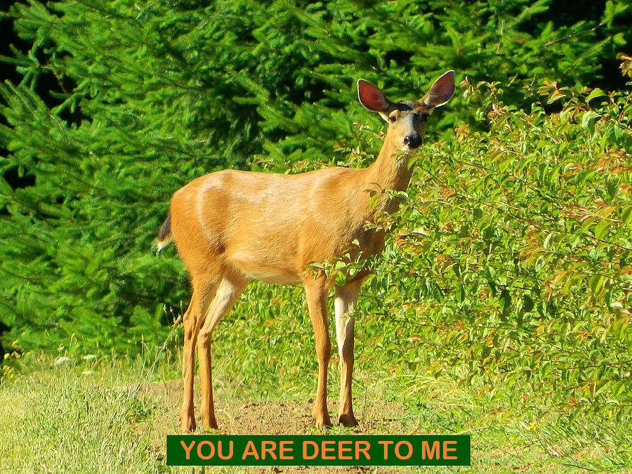 Deer To Me Photograph by Gallery Of Hope 