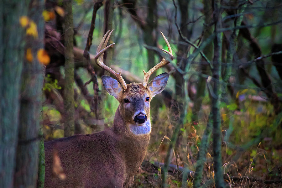 Deer Photograph by Tony HUTSON