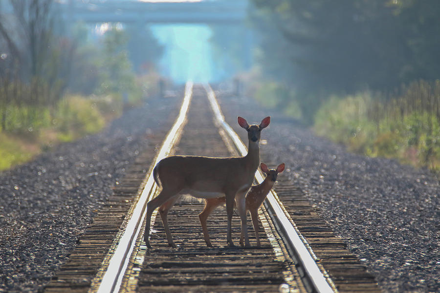 Deer Tracks Photograph by Brook Burling - Fine Art America