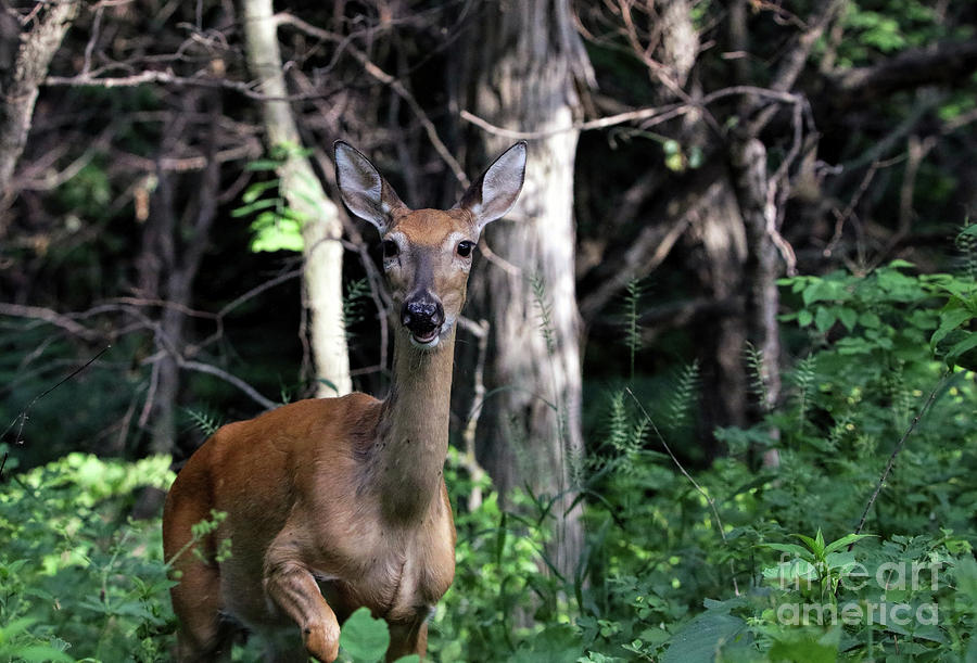 Deer Trail Photograph by Elizabeth Winter