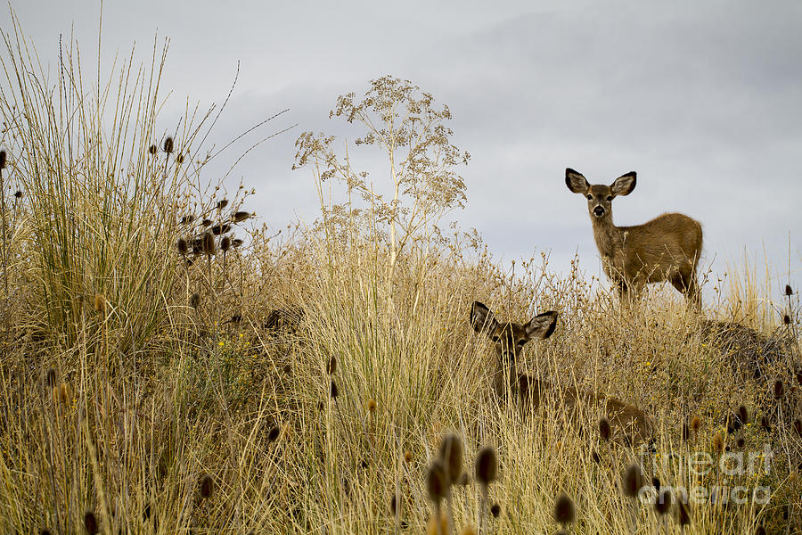Deer Twins Photograph by Randy Wood