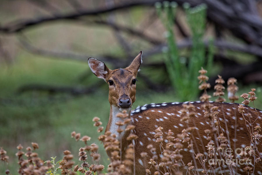 Deer V5 Photograph by Douglas Barnard