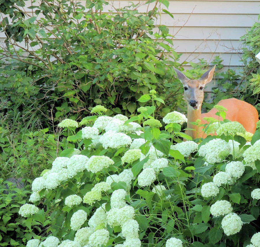 Deer Visits Hydrangeas Photograph