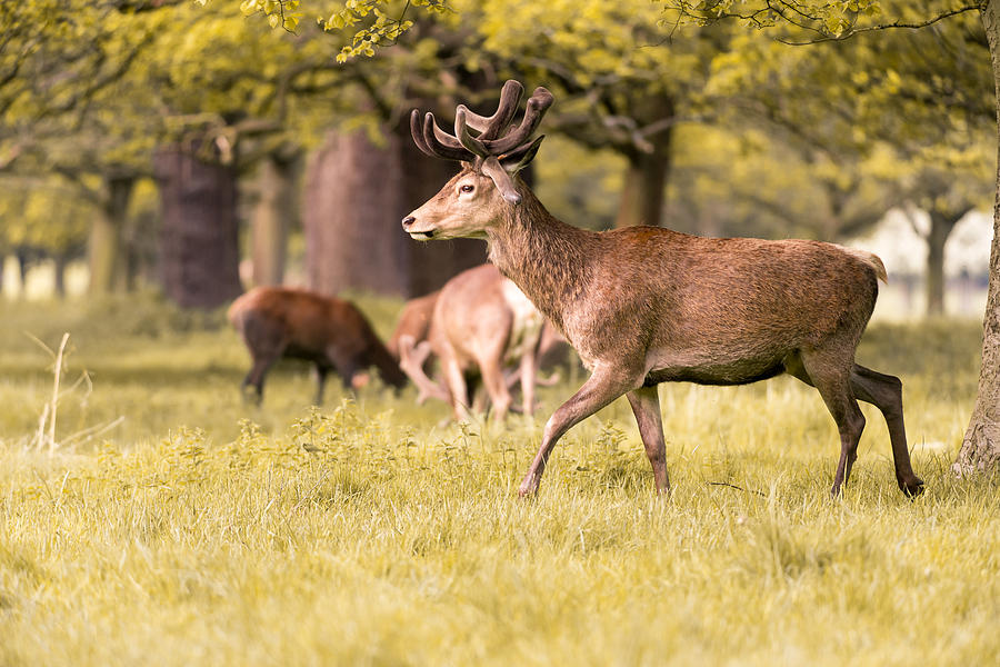 Deer Walking Photograph by Matt Malloy
