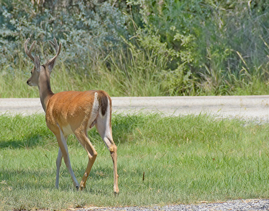 Deer Walking Tall Photograph