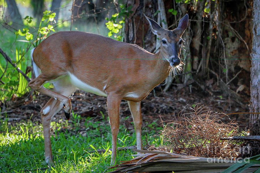 Deer Photograph - Deer with Leg Up by Tom Claud