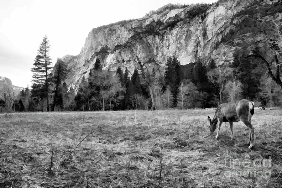 Deer Yosemite National Park  Photograph by Chuck Kuhn