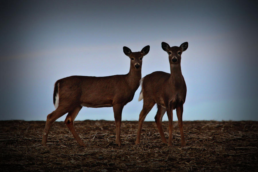 Deer_0341v Photograph