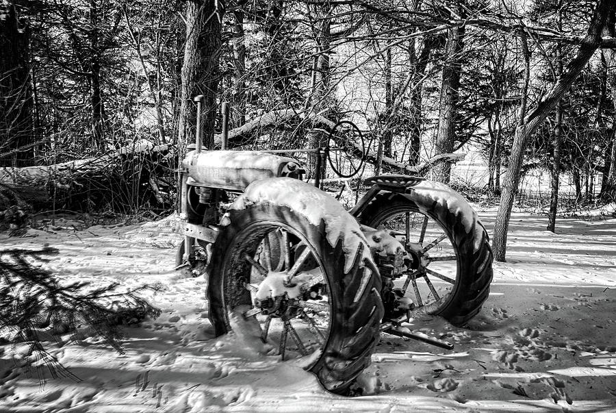 Deere In The Woods BNW Photograph by Bonfire Photography