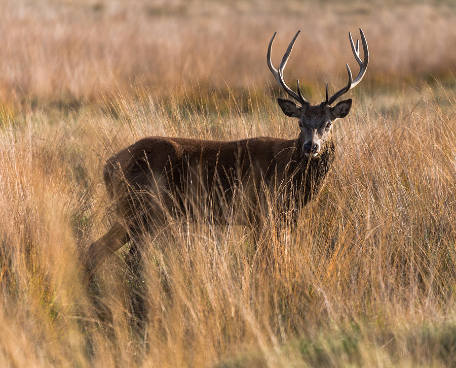 Richmond Photograph - Deers Attention by Matt Malloy