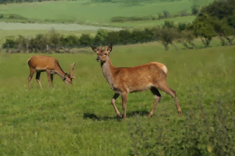 Deers on a hill pasture. Photograph by Elena Perelman