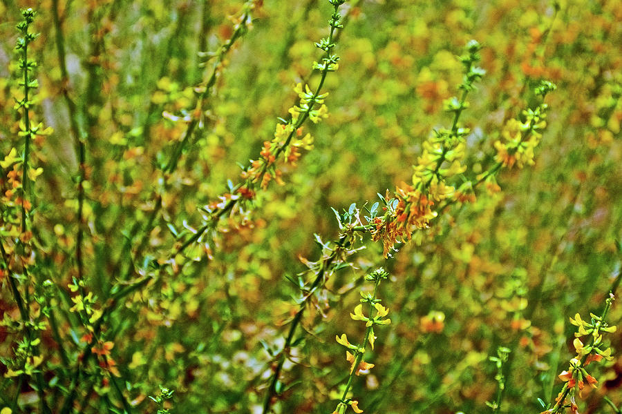 Deerweed in Rancho Santa Ana Botanic Gardens, Claremont-California Photograph by Ruth Hager