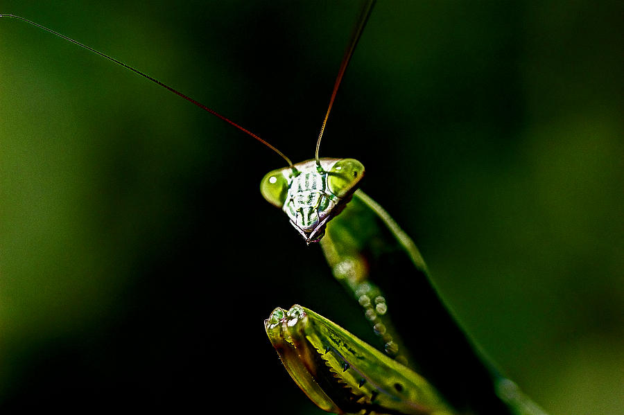 Defender Of The Garden - Preying Mantis Photograph by Carol Senske