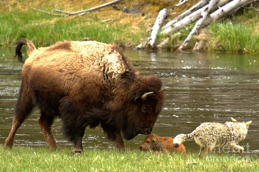 Defending The Bison Calf Photograph by Adam Jewell