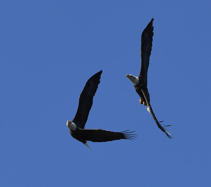 Defending the Nest Photograph by Dot Rambin | Fine Art America