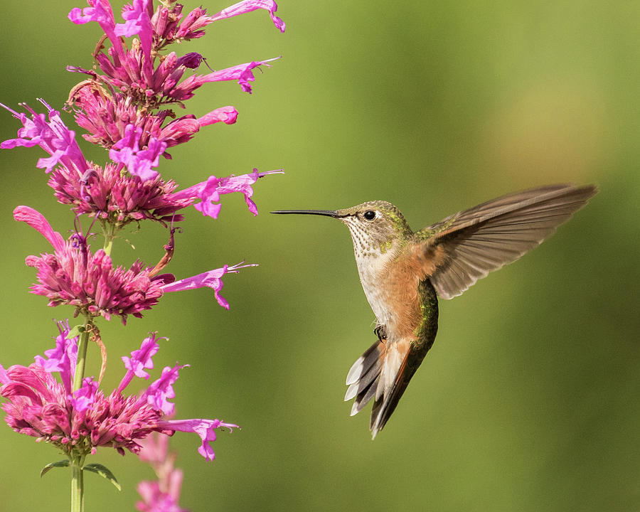 Defensive Pose Photograph by Lois Lake - Fine Art America