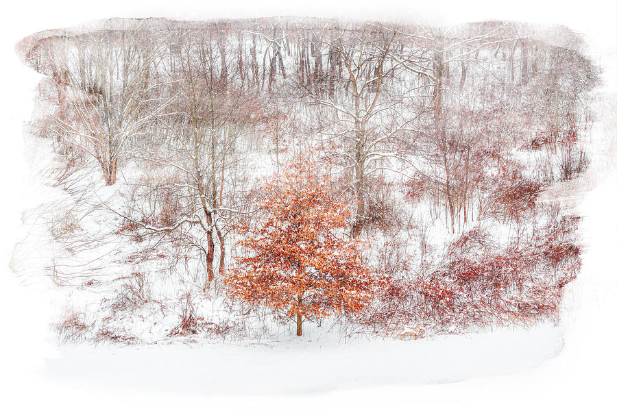 Defiance Winter Tree Digital Art by Randy Steele