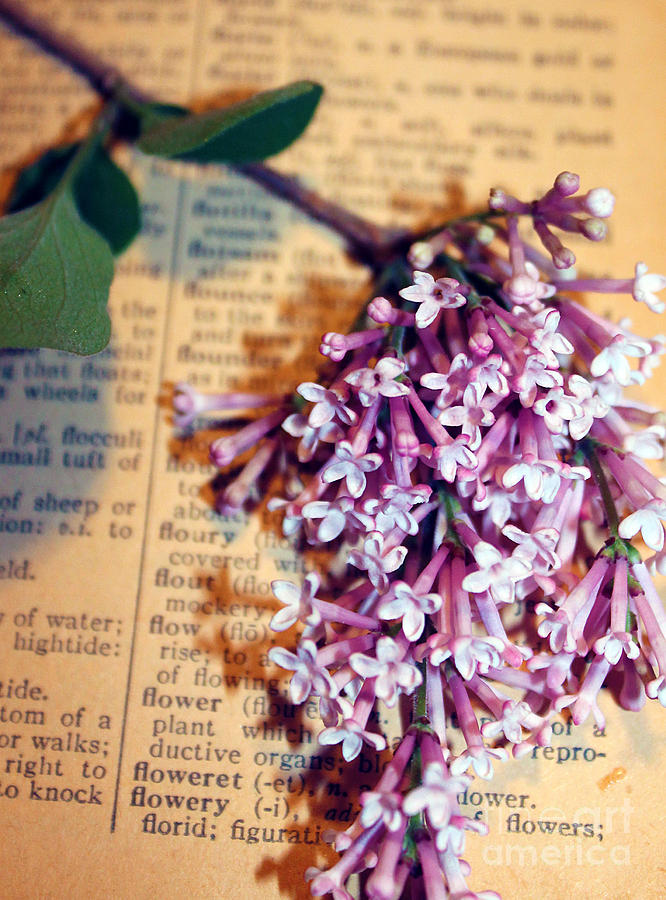 Flower Photograph - Defining Lilacs by Nina Silver