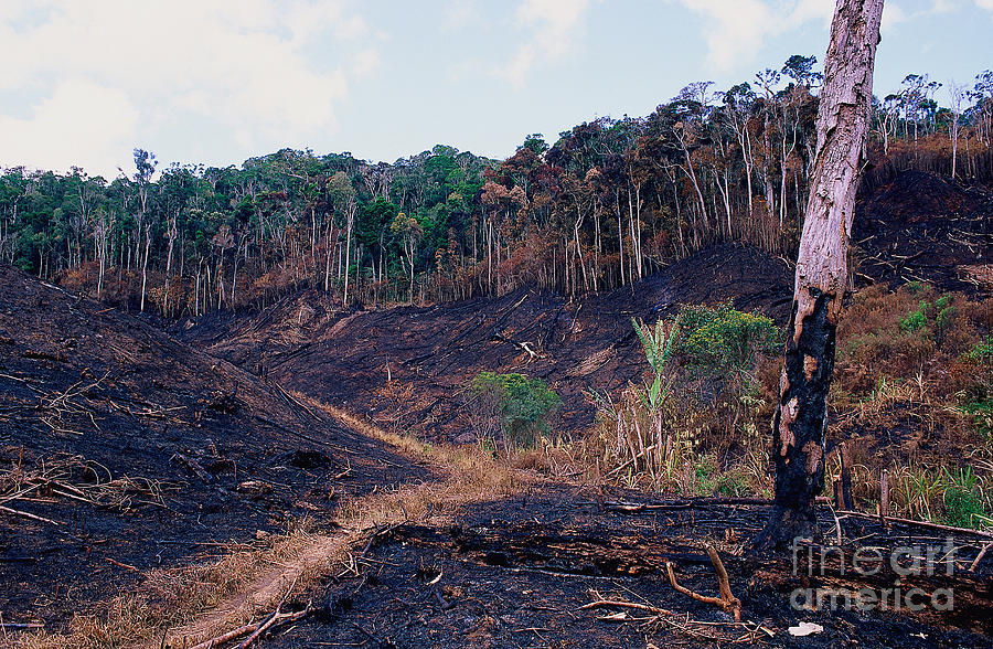 Deforestation In Madagascar Photograph By Nick Garbutt - Fine Art America