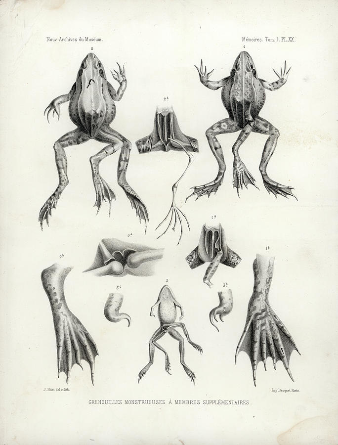 Deformed frogs - Historic Drawing by Joseph Huet