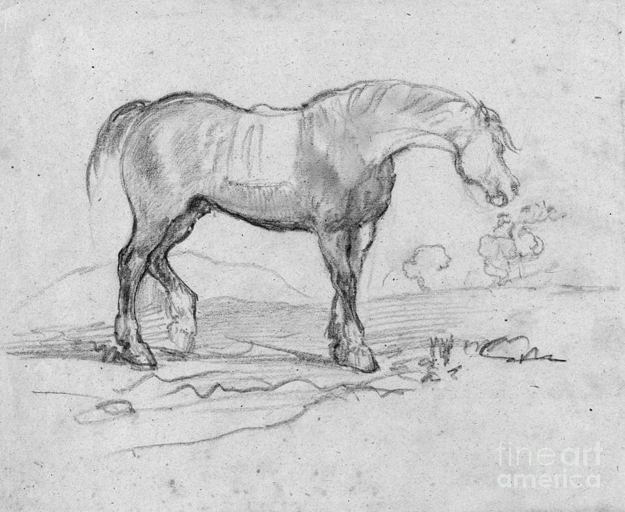 Degas, Horse.  Drawing by Granger