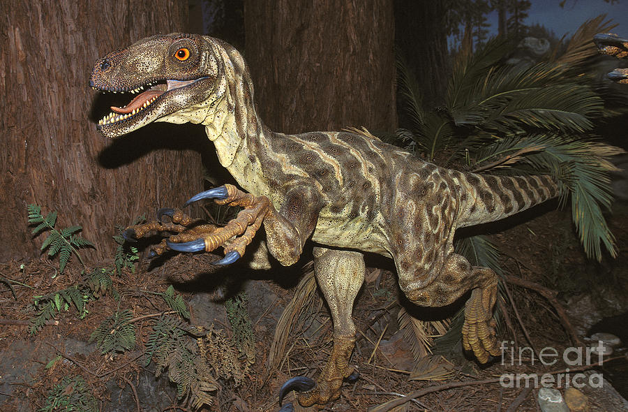 Deinonychus Antirrhopus Photograph by Gerard Lacz - Fine Art America