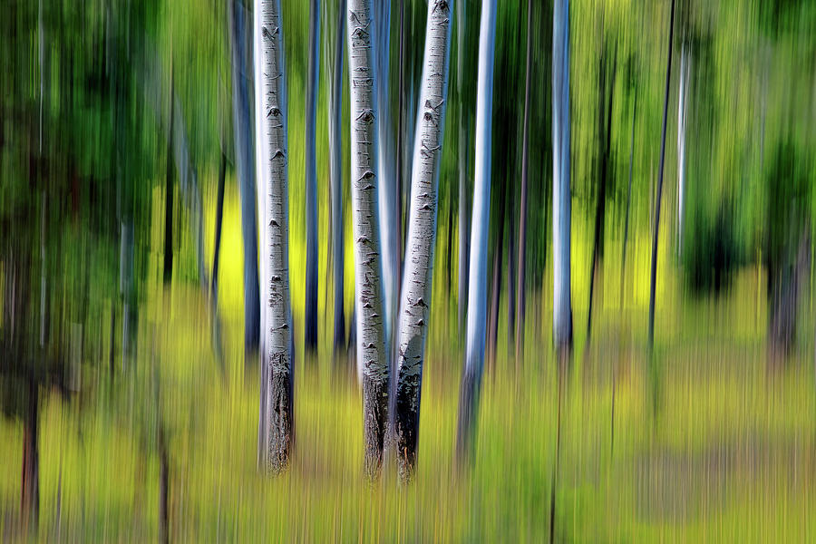 Tree Photograph - Deja Vu by Glenn Barclay