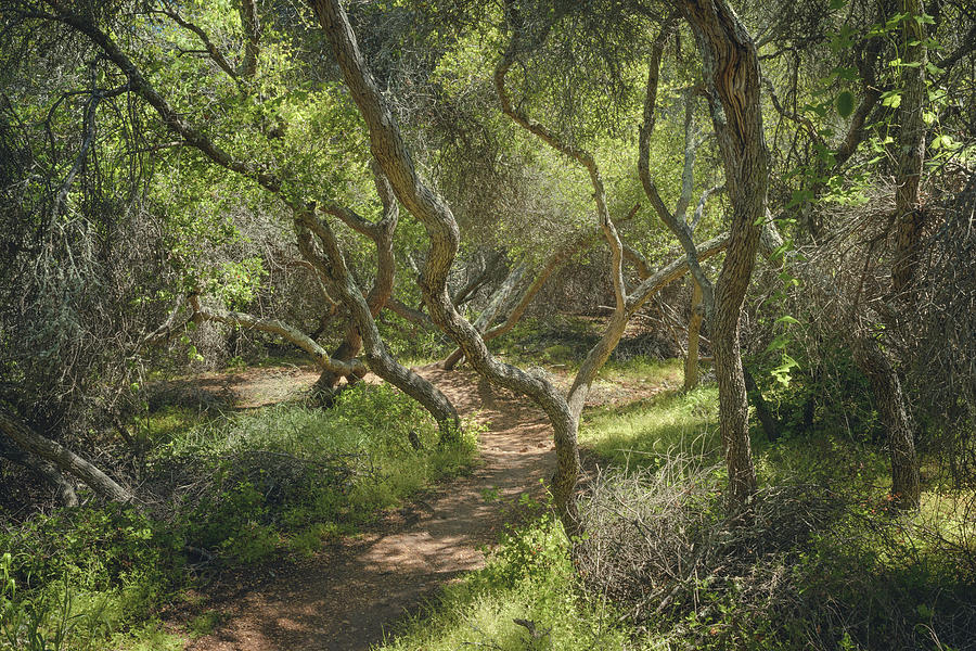 Del Mar Mesa - Elfin Forest Trail Photograph by Alexander Kunz