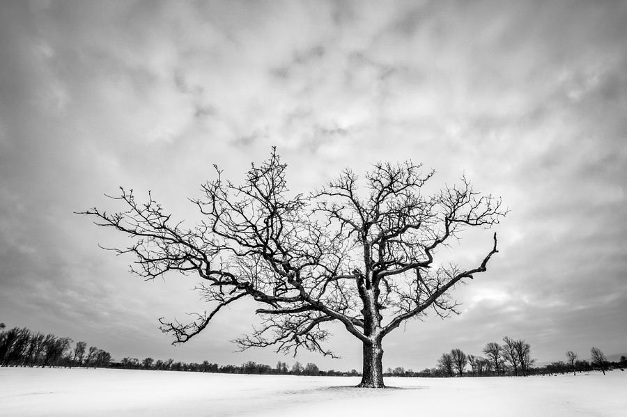 Delaware Park Winter Oak Photograph by Chris Bordeleau