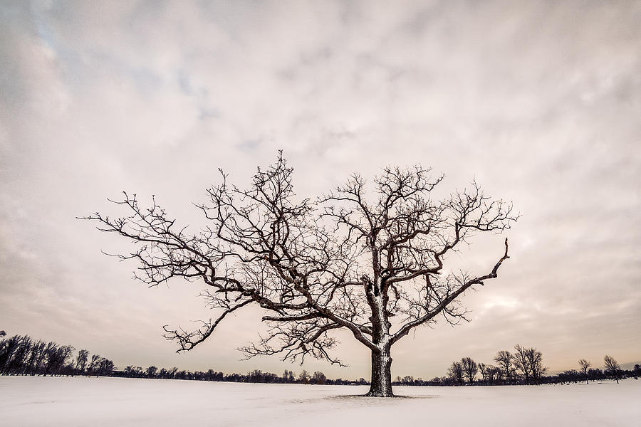 Delaware Park Winter Oak - Color Photograph by Chris Bordeleau