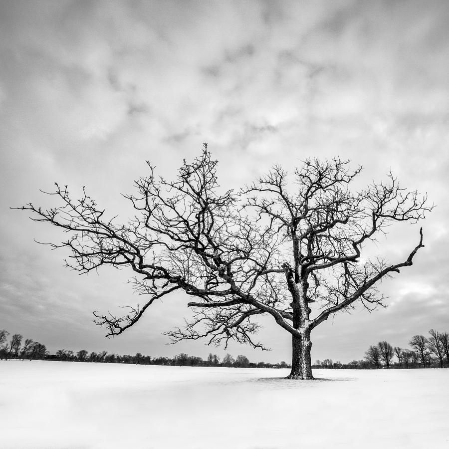 Black And White Photograph - Delaware Park Winter Oak - Square by Chris Bordeleau