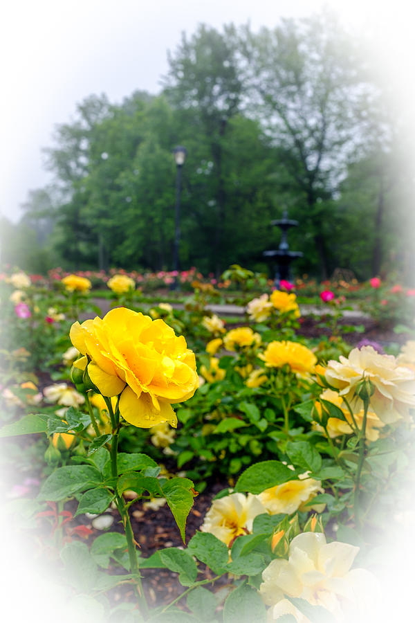 Delaware Park Yellow Roses Photograph by Chris Bordeleau