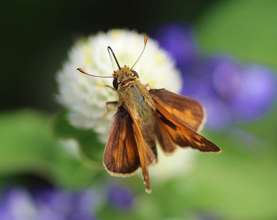 Delaware Skipper Photograph by Karen Silvestri - Fine Art America