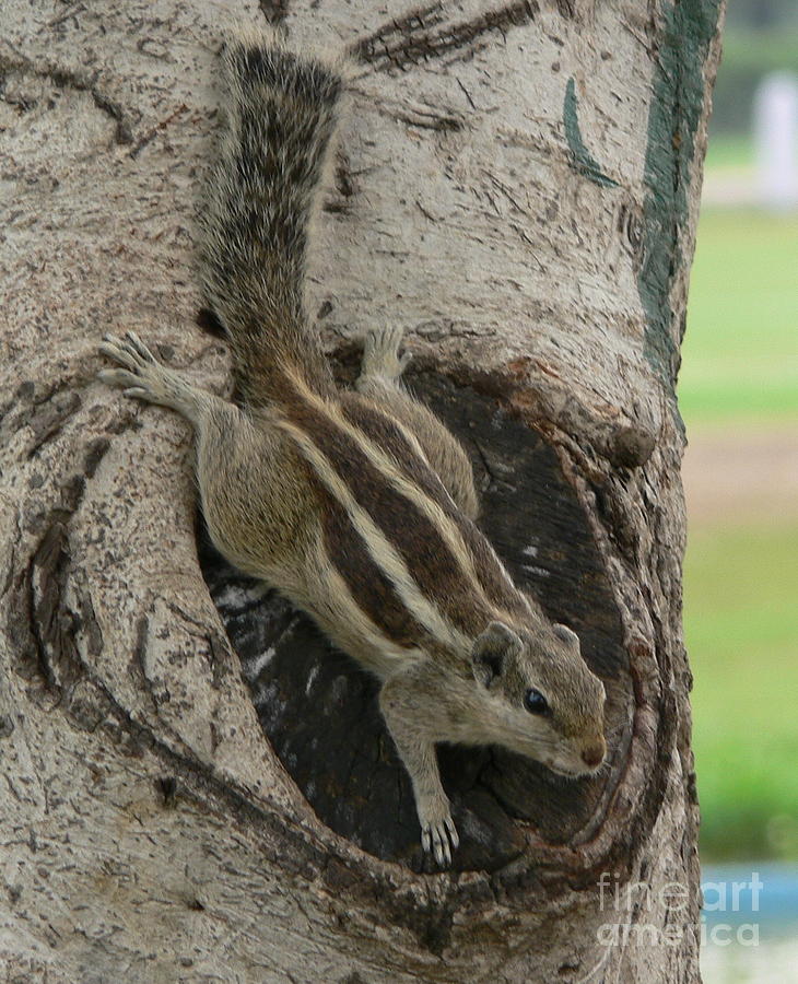 Delhi Squirrel 4 Photograph by Padamvir Singh