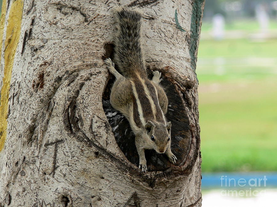 Delhi Squirrel 5 Photograph by Padamvir Singh
