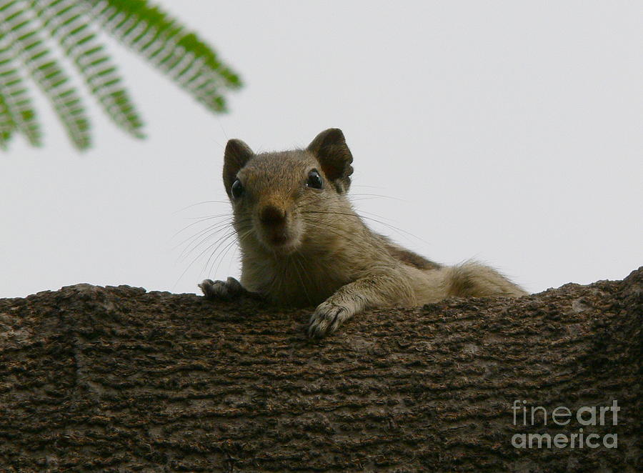 Delhi Squirrel 6 Photograph by Padamvir Singh