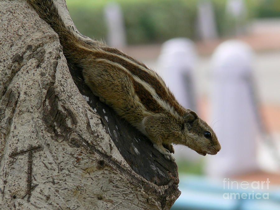 Delhi Squirrel 7 Photograph by Padamvir Singh