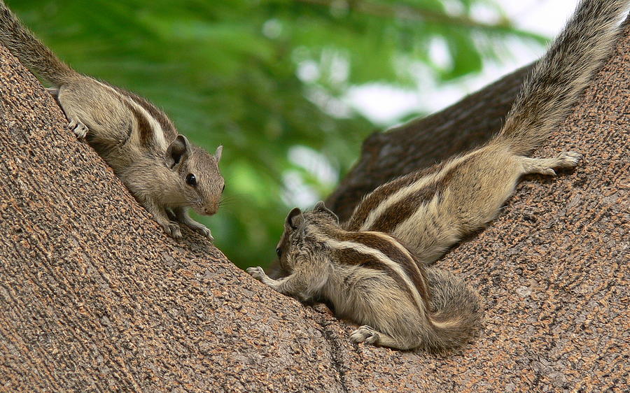 Delhi Squirrels 2 Photograph by Padamvir Singh