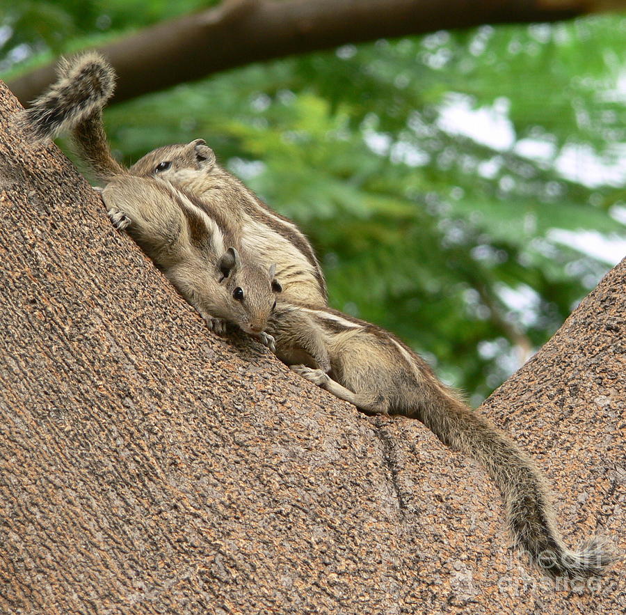Delhi Squirrels 3 Photograph by Padamvir Singh