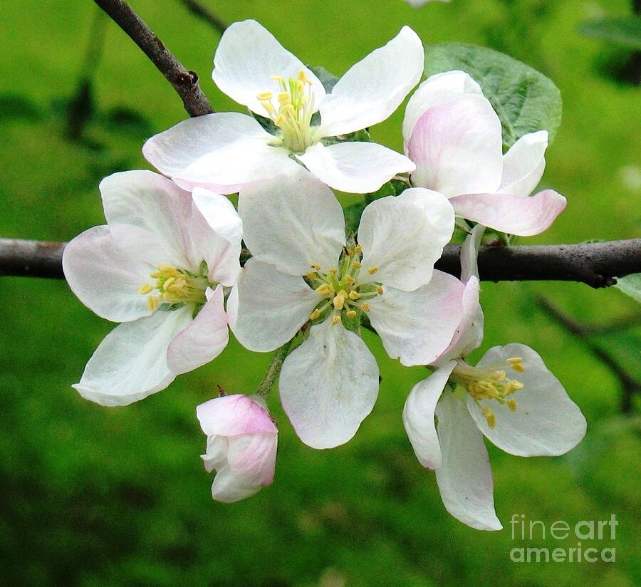 Delicate Apple Blossoms Photograph by Hazel Holland
