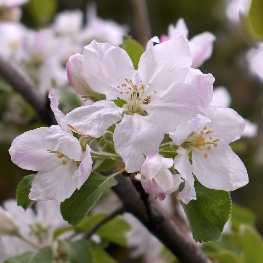 Delicate Apple Blossoms Photograph by Rona Black