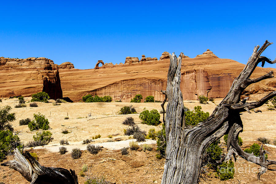 Delicate Arch at Arches National Park Photograph by Ben Graham