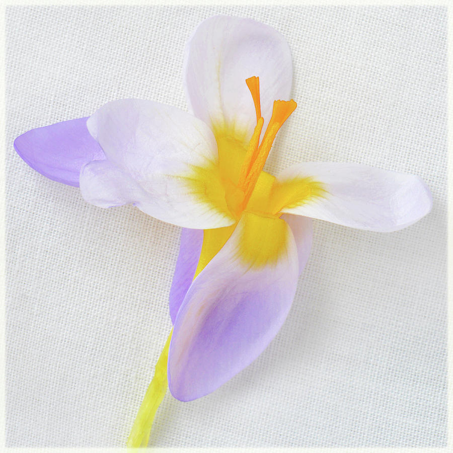 Delicate Art Of Crocus Photograph by Terence Davis