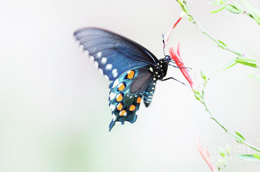 Delicate Azure butterfly  Photograph by Ruth Jolly