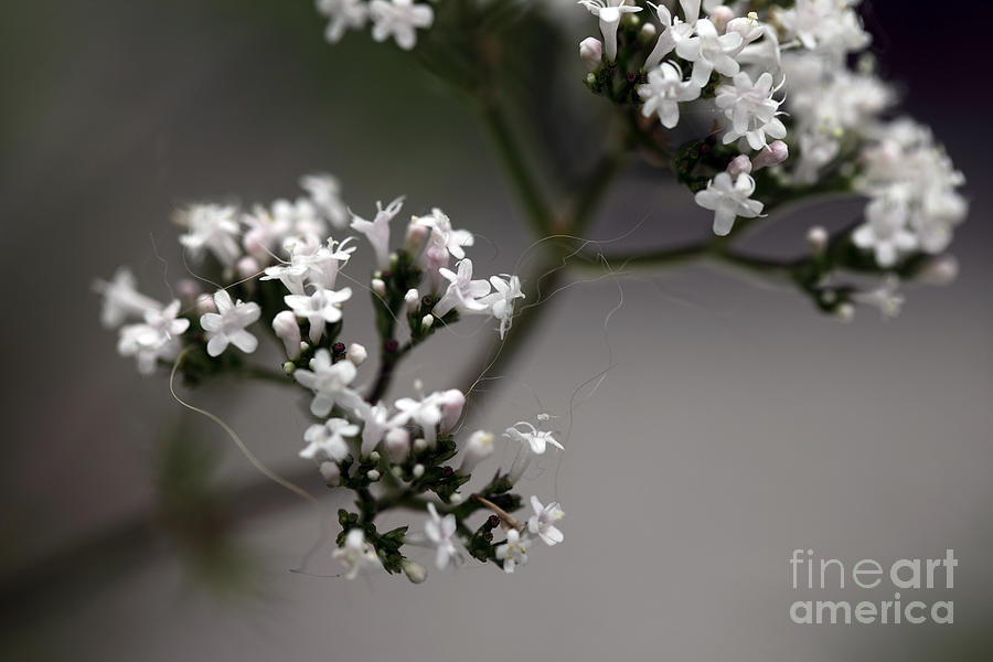 Flower Photograph - Delicate Balance by Amanda Barcon