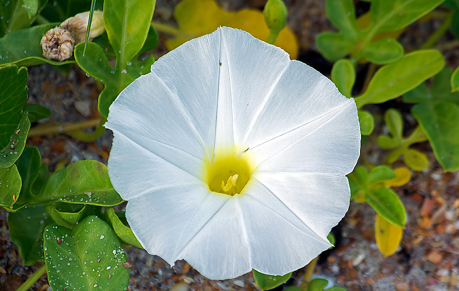 Delicate Beach Flower Photograph by Kenneth Albin