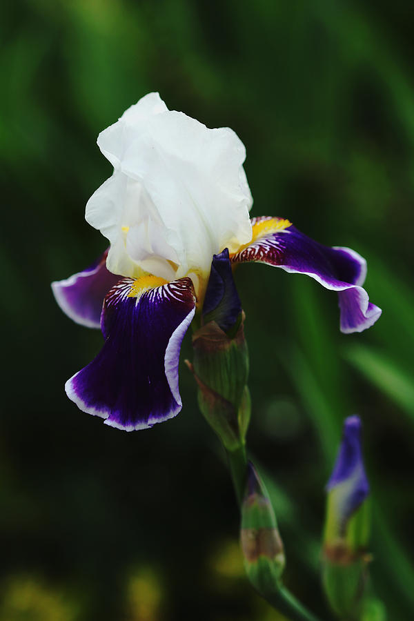 Iris Photograph - Delicate Beauty by Debbie Oppermann