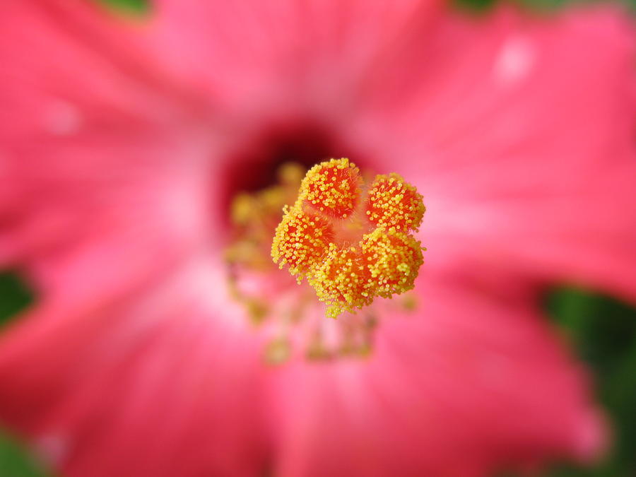 Art Sale Photograph - Delicate Beauty by John Irons