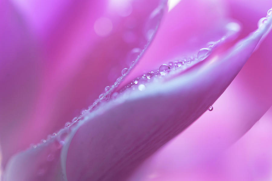 Delicate Beauty of Cyclamen Flower 1 Photograph by Jenny Rainbow